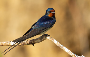 Barn swallow, hirundo rustica. At dawn, a bird sits on a thin beautiful branch