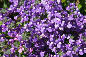 Obraz na płótnie Canvas Kabautertjus or nemesia many little purple flowers background