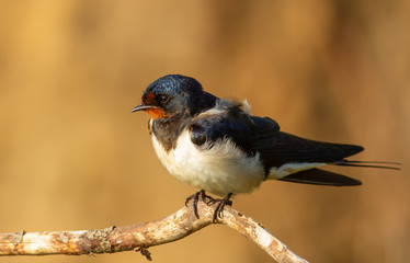 Barn swallow, hirundo rustica. At dawn, a bird sits on a thin beautiful branch
