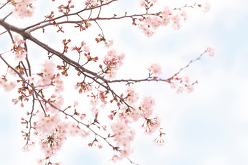  桜　ソメイヨシノ
