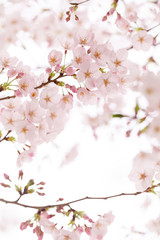 Naklejka premium 桜 満開