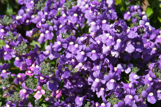 Kabautertjus or nemesia many little purple flowers background