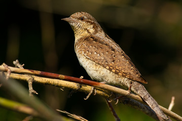 Wryneck, jynx. The bird hid in the bushes
