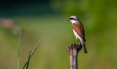 Red-backed shrike, lanius collurio. The bird sits on an old branch. Male close up