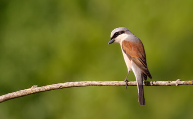Red-backed shrike, lanius collurio. The bird sits on an old branch. Male close up