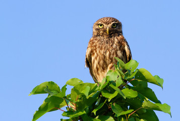 Little owl, athene noctua. Adult bird sits on top of a young tree
