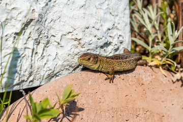 sand lizard relaxing in the sun