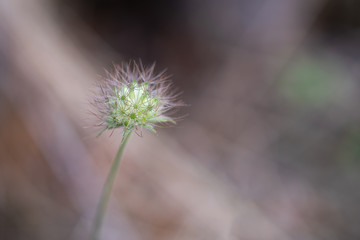 Macro photo of green nature plant on grey background