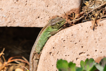 sand lizard relaxing in the sun