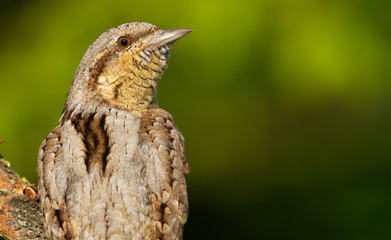Wryneck, jynx. A bird sits on a branch, close-up