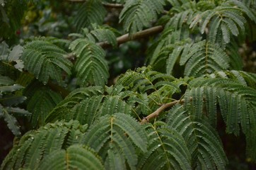 Green Fern Leaves