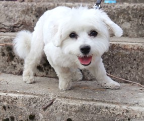White maltese watching me