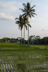 Fototapeta premium Indonesia