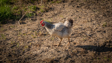 white healthy chicken walking at the backyard