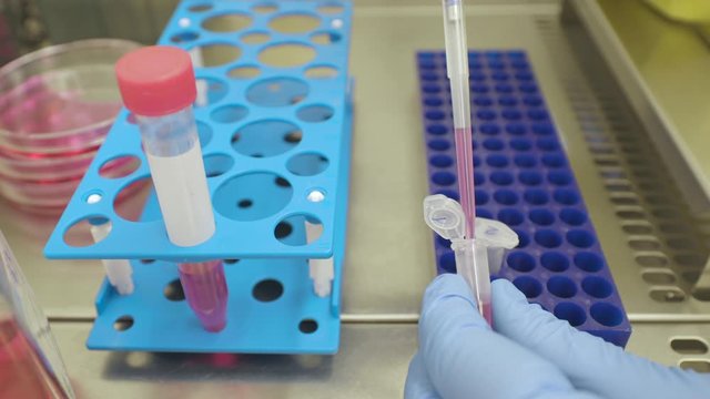 4k Close up of a scientist pipetting red liquid medium to eppendorf tubes from a 15 ml reaction tube under a cell culture bench.