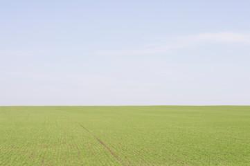 green field against the sky