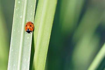 Siebenpunkt Marienkäfer (coccinella septempunctata)