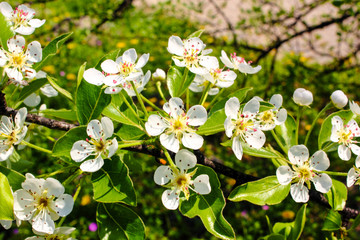 white flowers in the garden