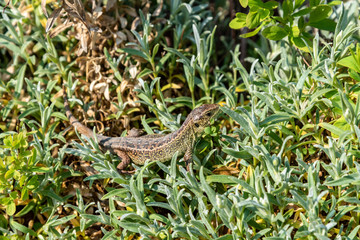 sand lizard relaxing in the sun