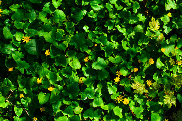 Leaves texture background with yellow flowers