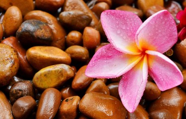 Red and pink plumeria flowers  Placed on a wet stone in the background