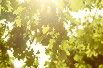 Fototapeta na wymiar Green oak leaves blur background, bright sun
