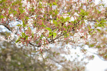 blooming cherry tree