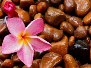Red and pink plumeria flowers  Placed on a wet stone in the background