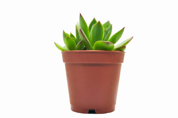 Large Succulent in Brown Pot