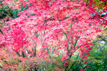 beautifully colored red maple leaf of autumn