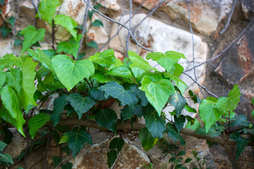 green leaves in the forest
