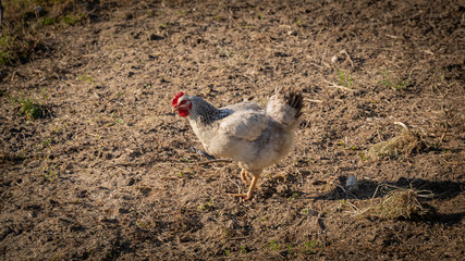 white chicken walking at the backyard