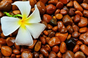 White plumeria flowers  Placed on a wet stone in the background