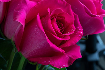 
Red rose with raindrops on a blurred background