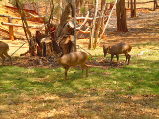Herds of deer eat grass under the trees in the shade of trees.