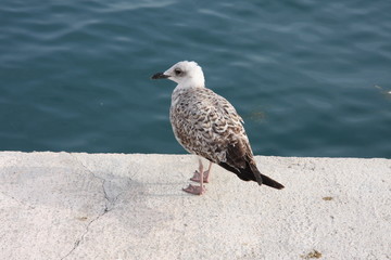 Seagull