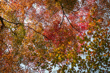 Red autumn maple forest of Naejang Mountain, South Korea