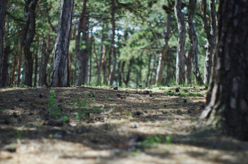 Obraz premium Pine forest. Earth and pine on the background