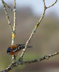 chaffinch looking down from perch in  a twig
