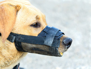 Close up portrait of a dog wearing a muzzle