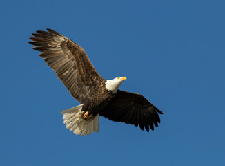 Fototapeta na wymiar American Bald Eagle Flying with Wings Spread and Blue Clear Sky