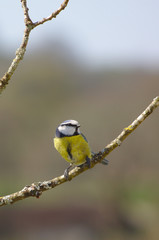 blue tit on oak branch blurred background