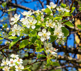 apple tree blossom