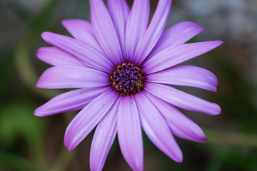 Close up Osteospermum violet African daisy flower. Purple wild flower with focus on pollen with shallow depth of field. dark pink chamomile. Floral backdrop with pink flowers