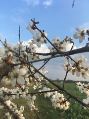 cherry tree in bloom