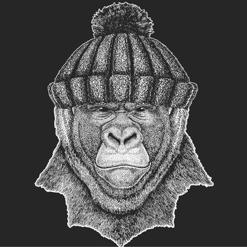 Baboon, monkey, ape. Winter knitted hat. Head, portrait of animal.