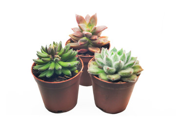 3 Succulents in Brown Pot isolated on White Background