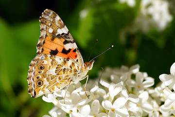 A bright orange butterfly collects pollen on a bush of white lilac.
