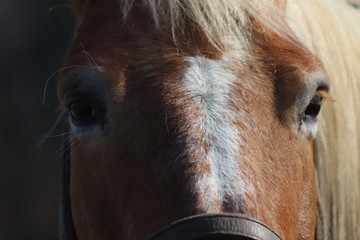 Horse in the Nature