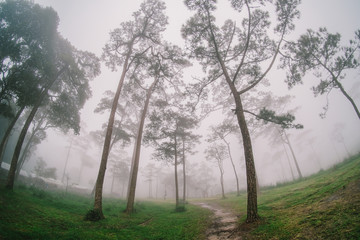 Fototapeta na wymiar Pine forest in the rainy season in northern Thailand